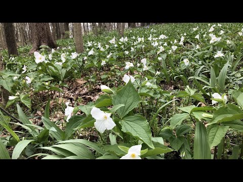 Thumbnail for YouTube: Transplanting Ramps to Protect the Flowers